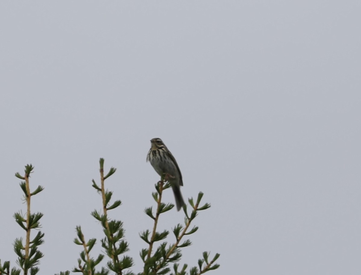 Olive-backed Pipit - ML620457587