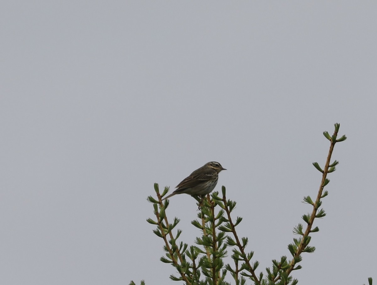 Olive-backed Pipit - ML620457588