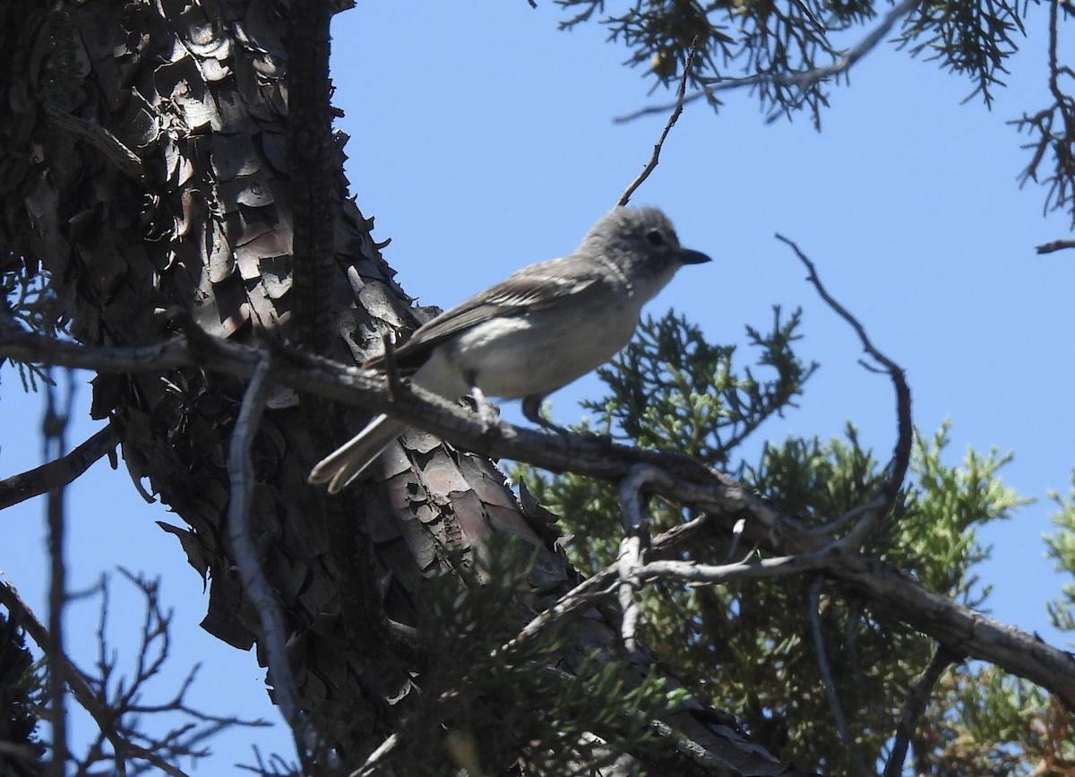 Gray Vireo - ML620457590