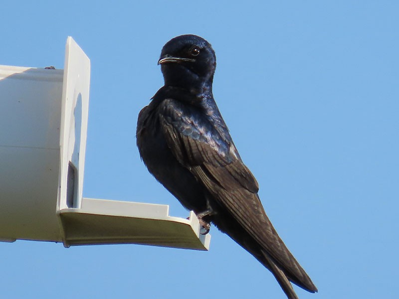 Purple Martin - Karen Lebing