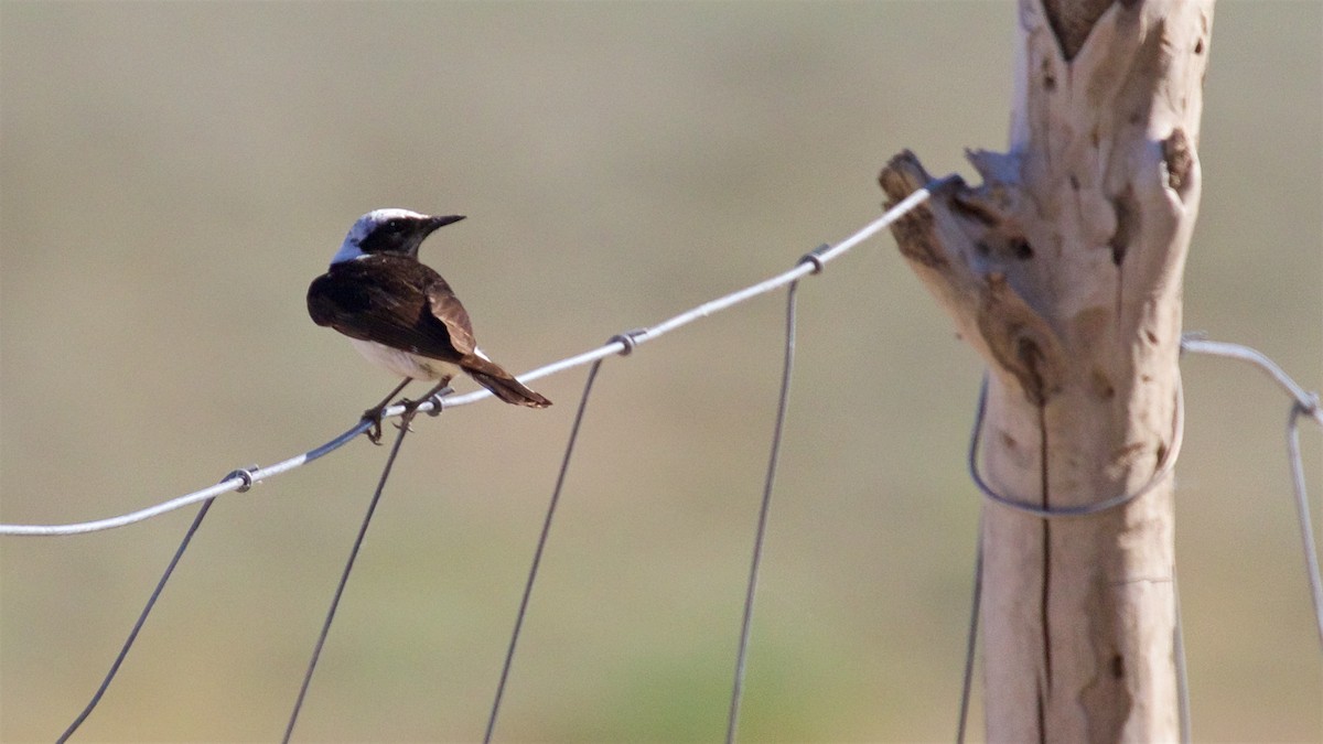 Pied Wheatear - ML620457599