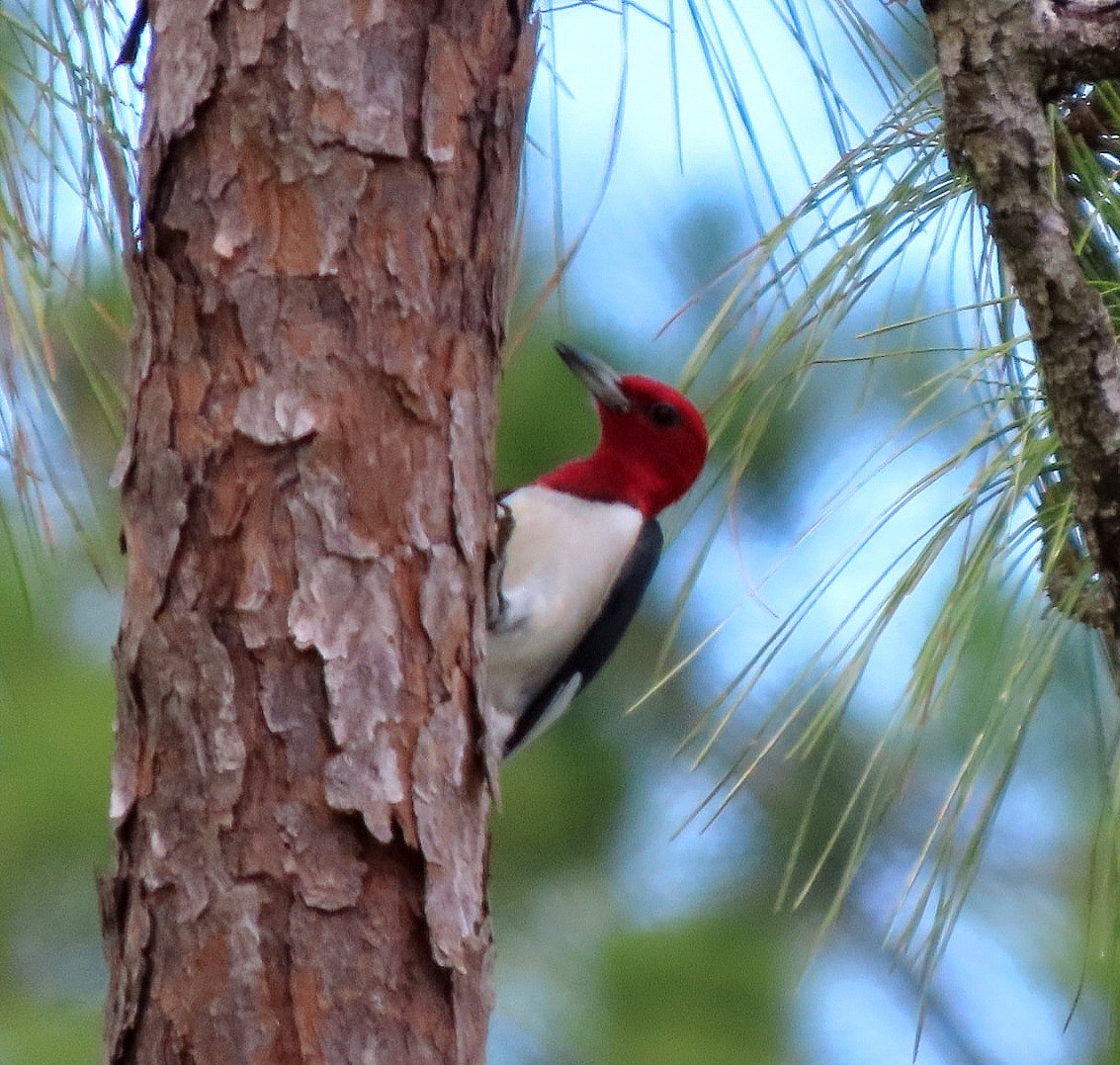 Red-headed Woodpecker - ML620457600