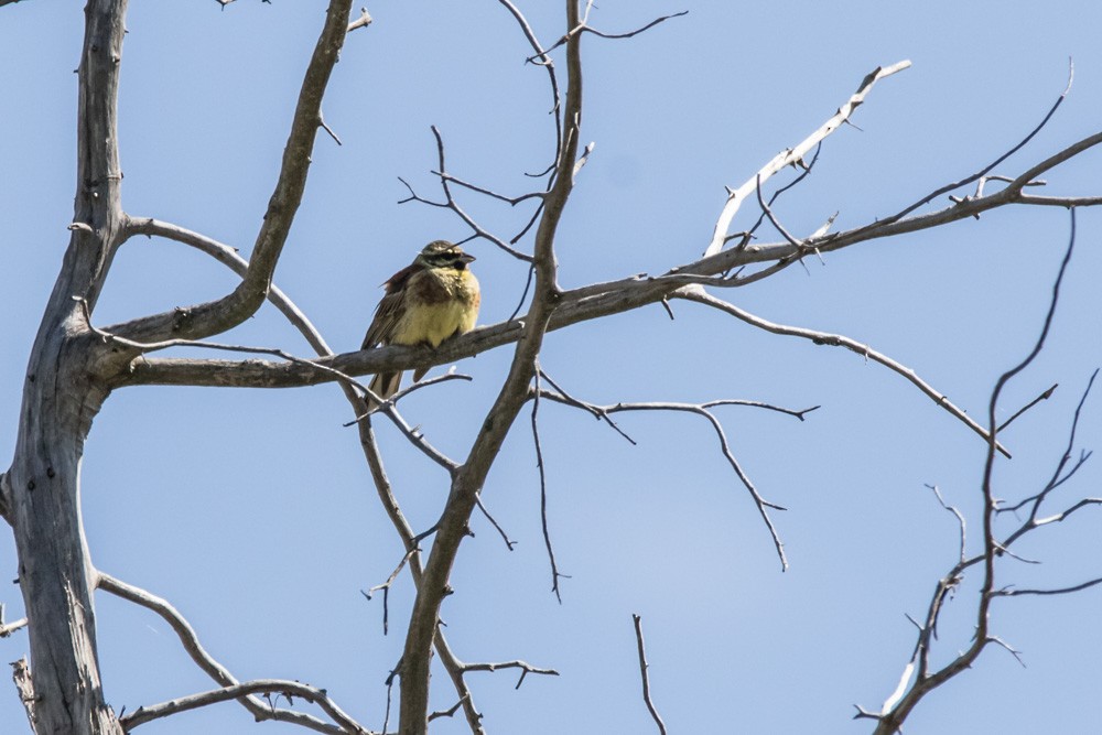 Cirl Bunting - ML620457601