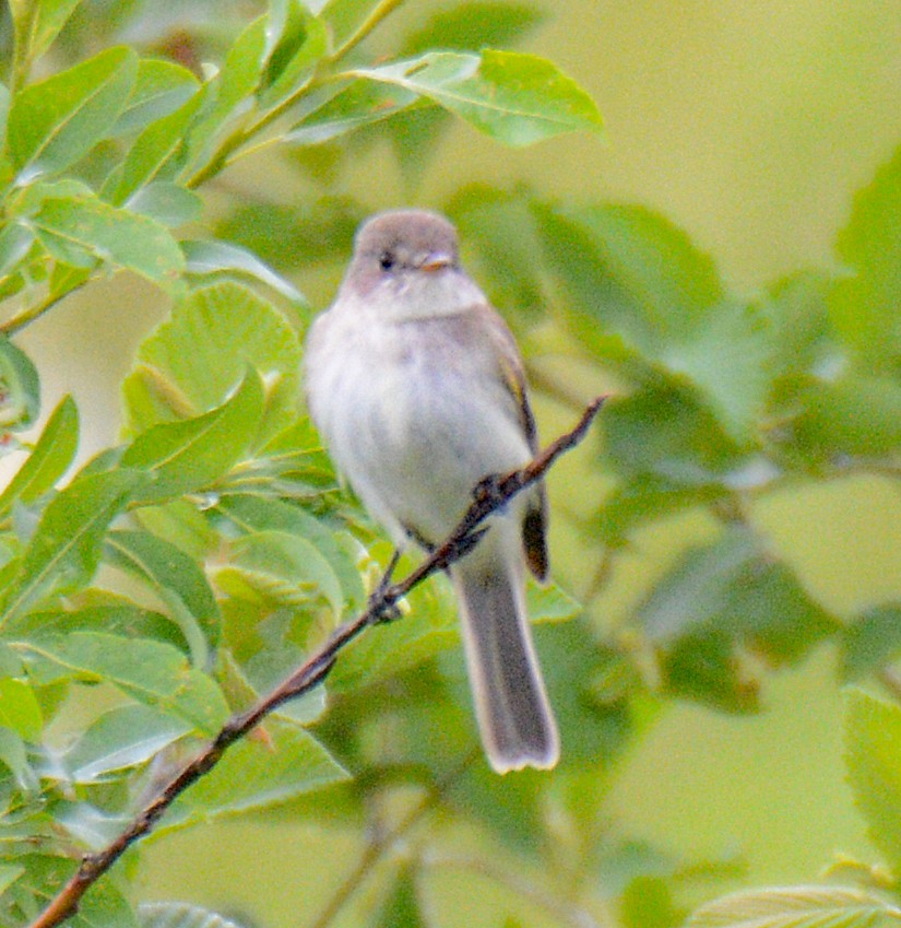 Willow Flycatcher - Michael J Good