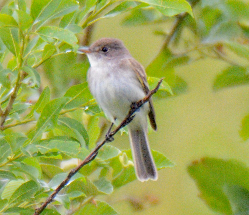 Willow Flycatcher - ML620457607