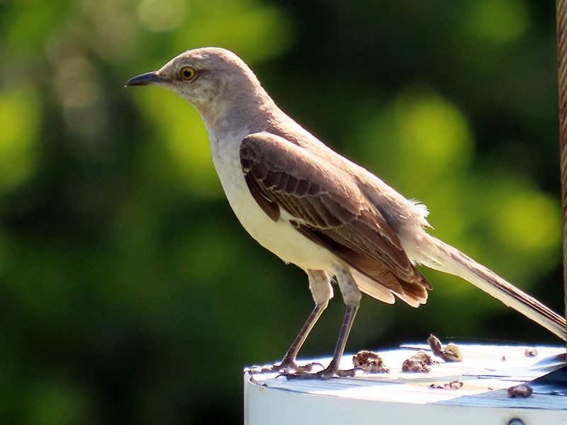 Northern Mockingbird - ML620457616