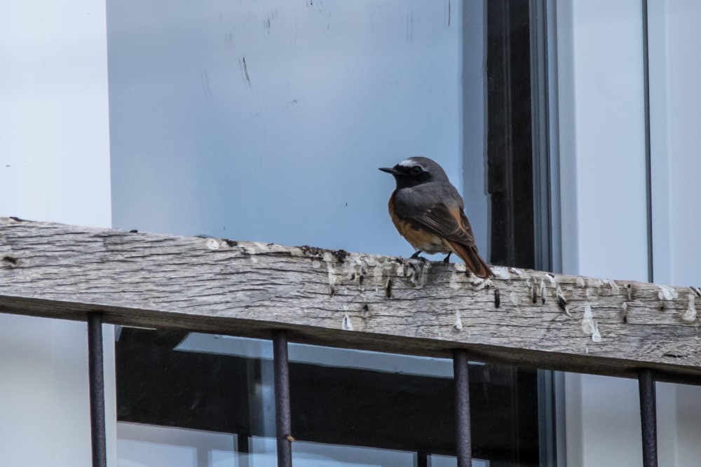 Common Redstart - ML620457617