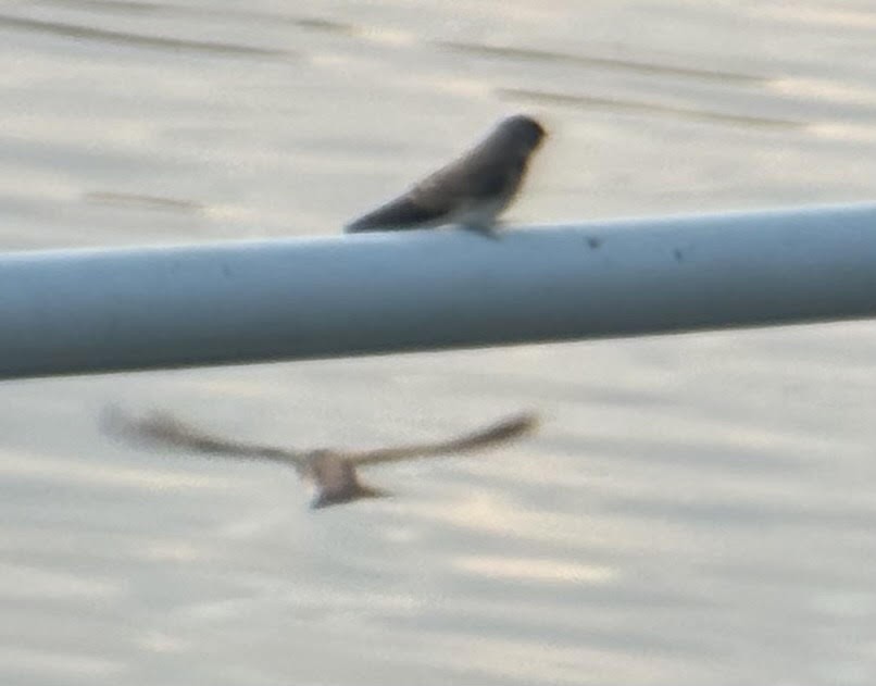 Northern Rough-winged Swallow - ML620457618