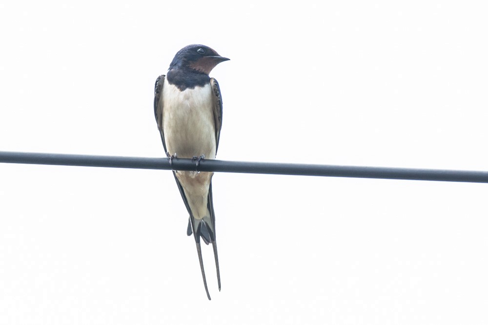 Barn Swallow - Jean-Guy Papineau