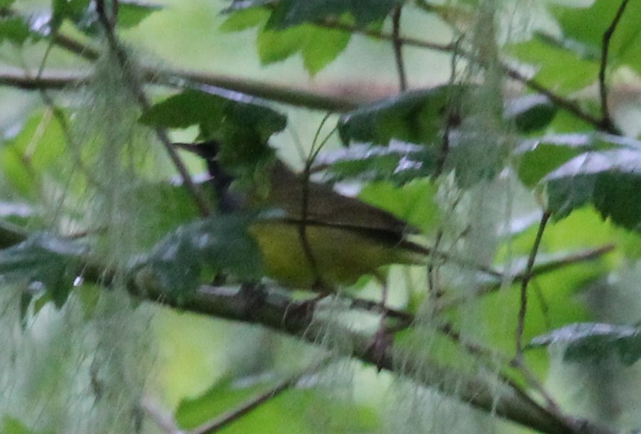 MacGillivray's Warbler - ML620457636