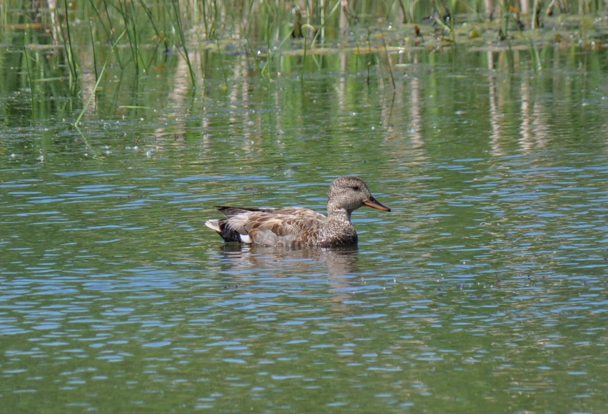 Gadwall - ML620457641