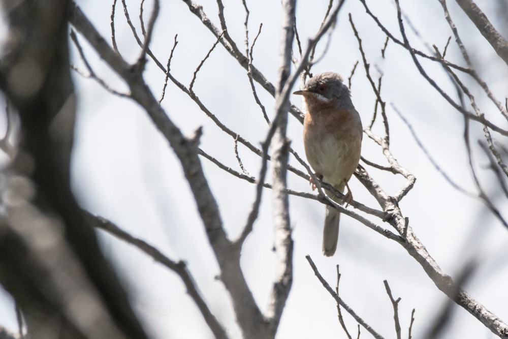 Western Subalpine Warbler - ML620457642