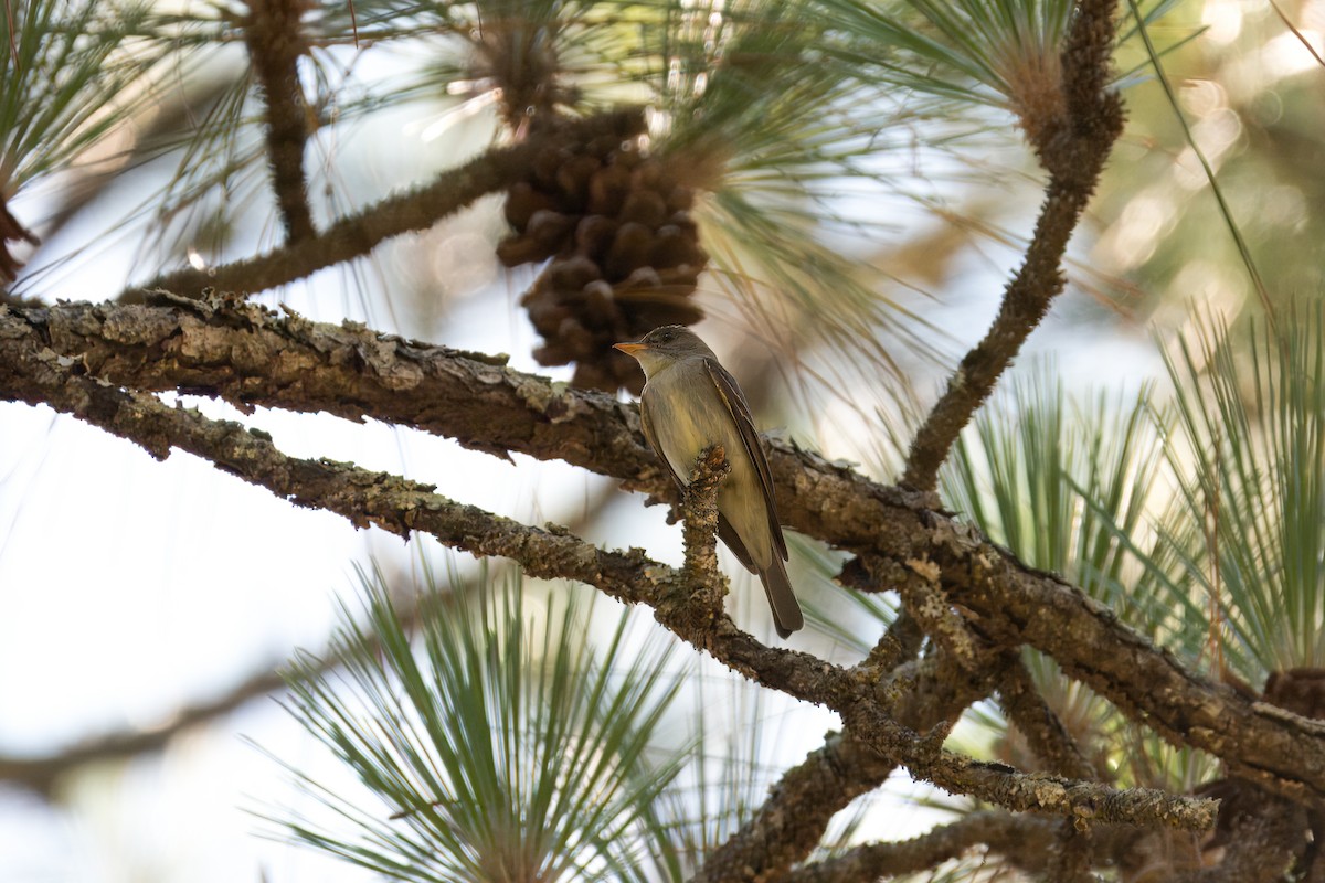 Eastern Wood-Pewee - ML620457649