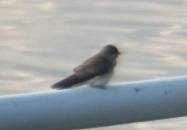 Northern Rough-winged Swallow - Michael Dziedzic