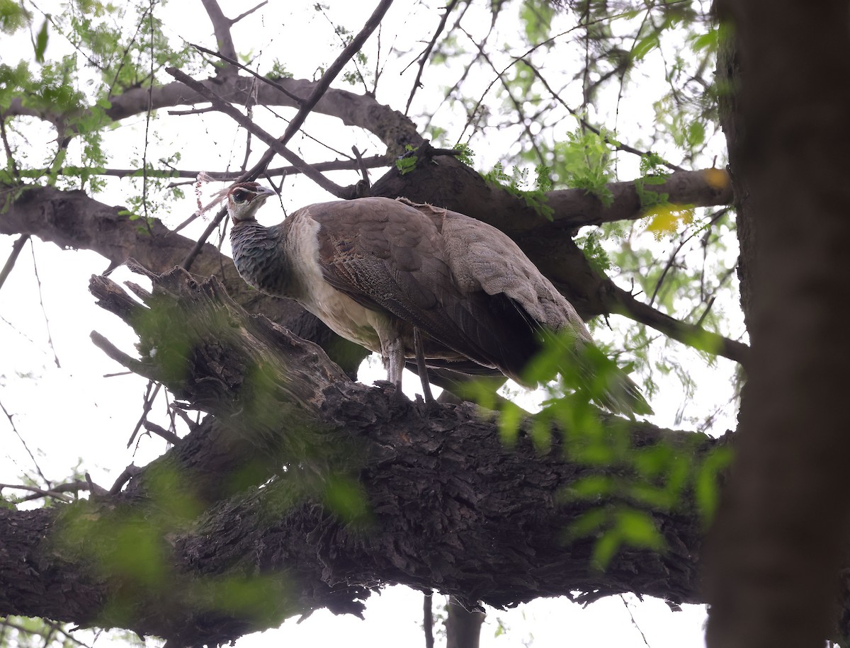 Indian Peafowl - ML620457665