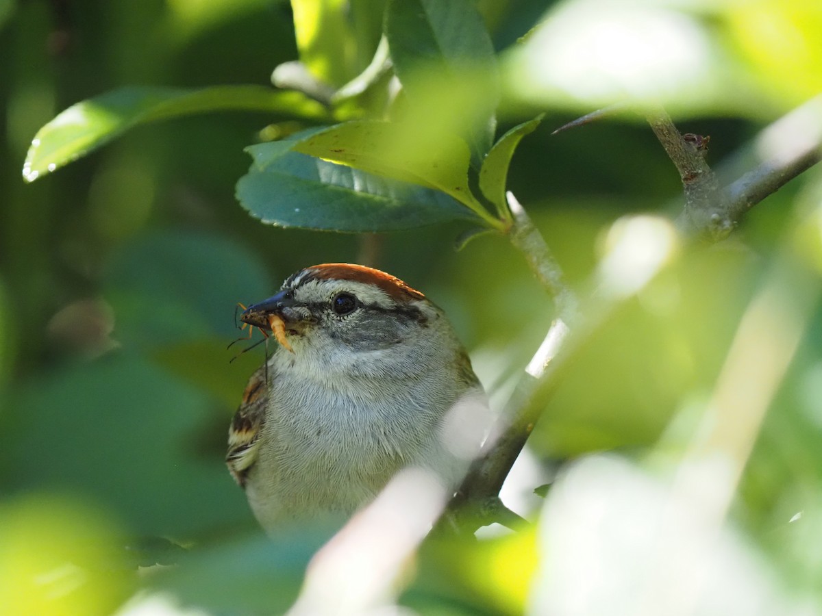 Chipping Sparrow - ML620457672
