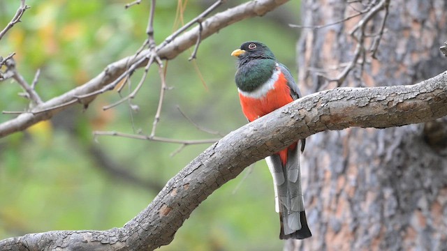 trogon krásný - ML620457674