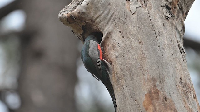 trogon krásný - ML620457677