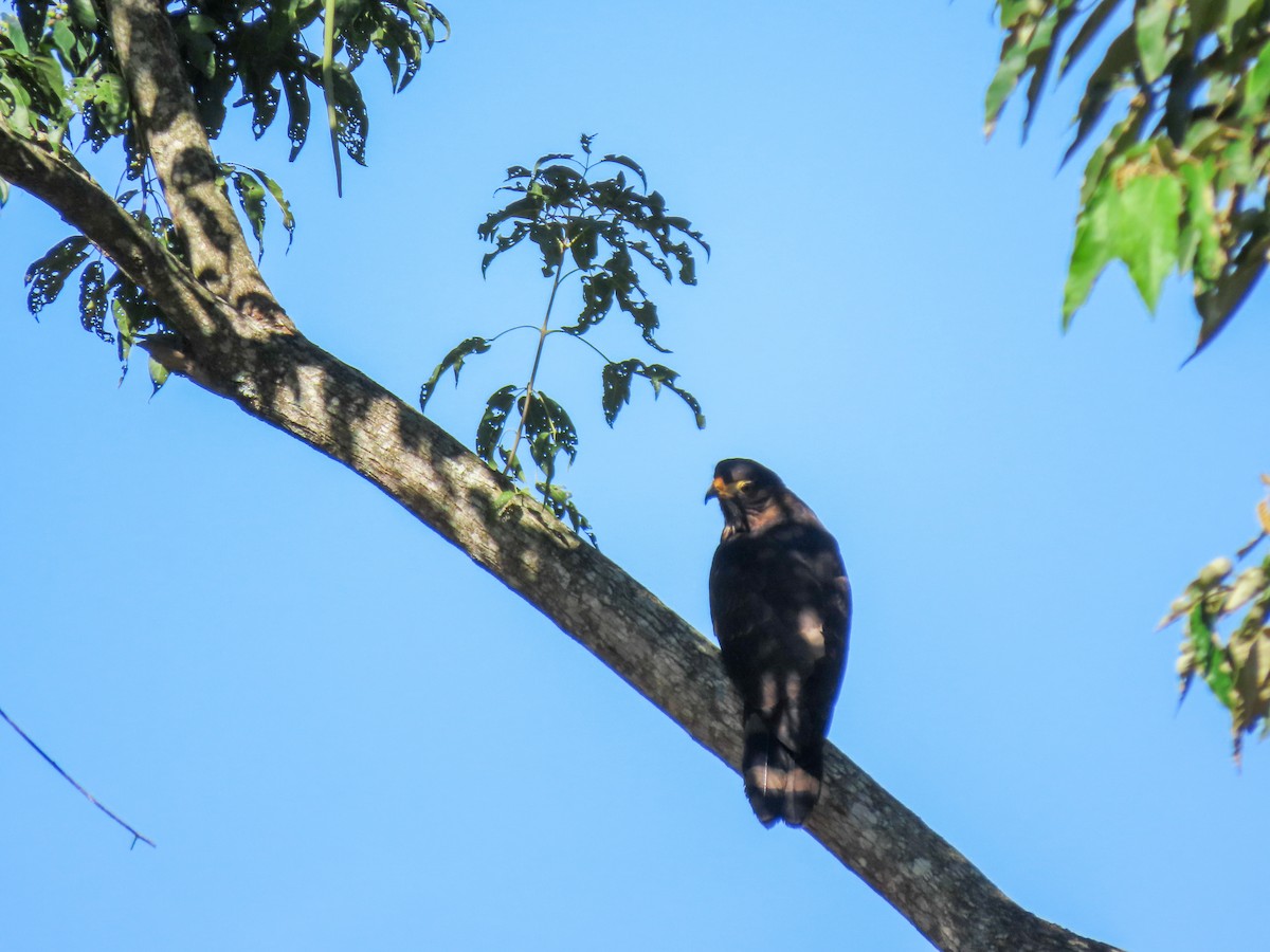 Gray-headed Kite - ML620457679