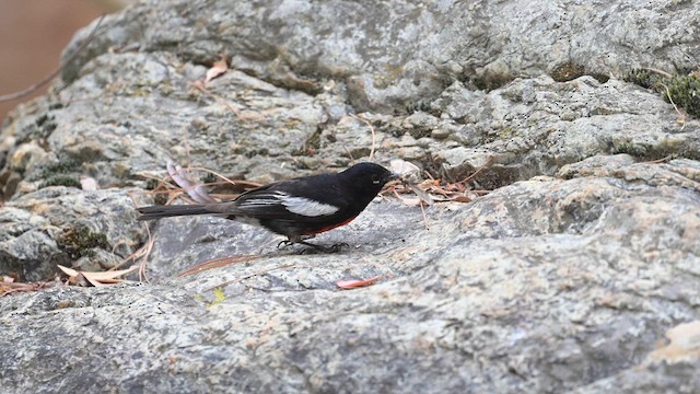 Painted Redstart - ML620457682