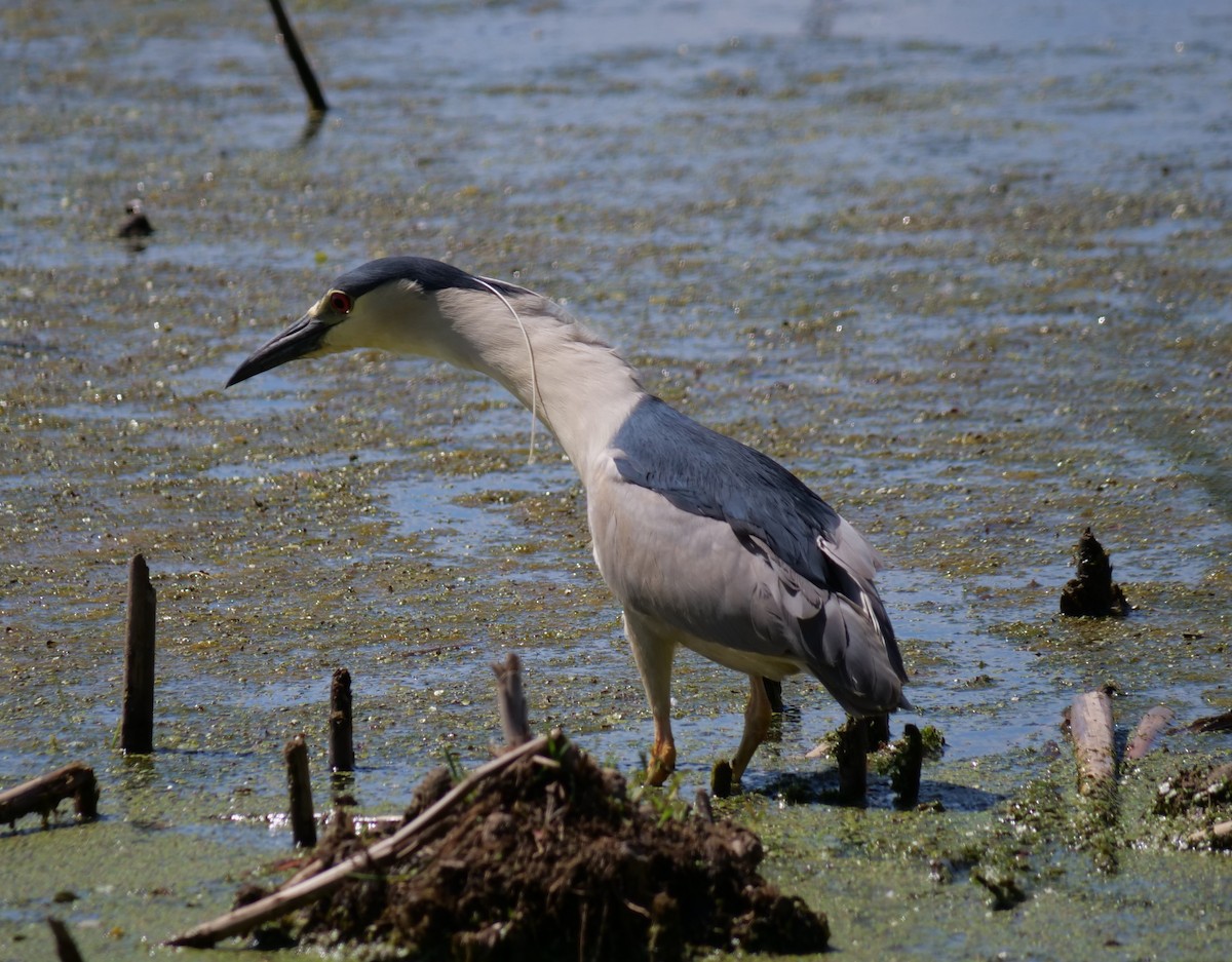 Black-crowned Night Heron - ML620457686