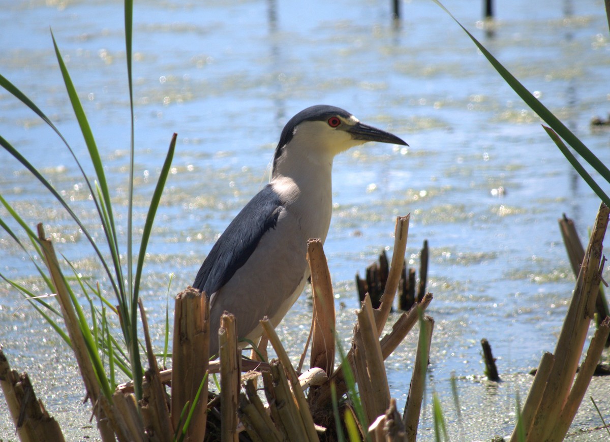 Black-crowned Night Heron - Lucas Cuffaro