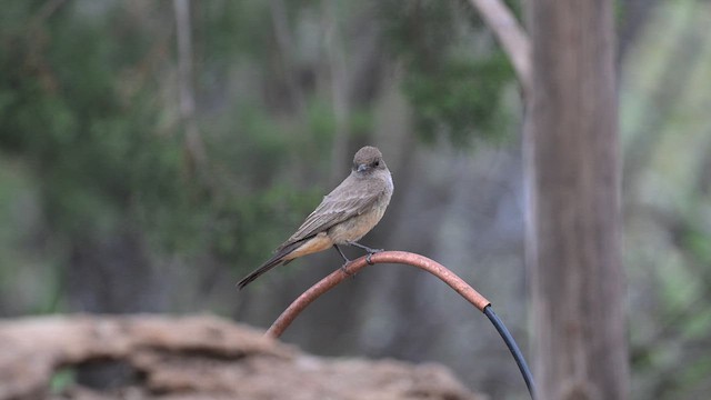 Say's Phoebe - ML620457690