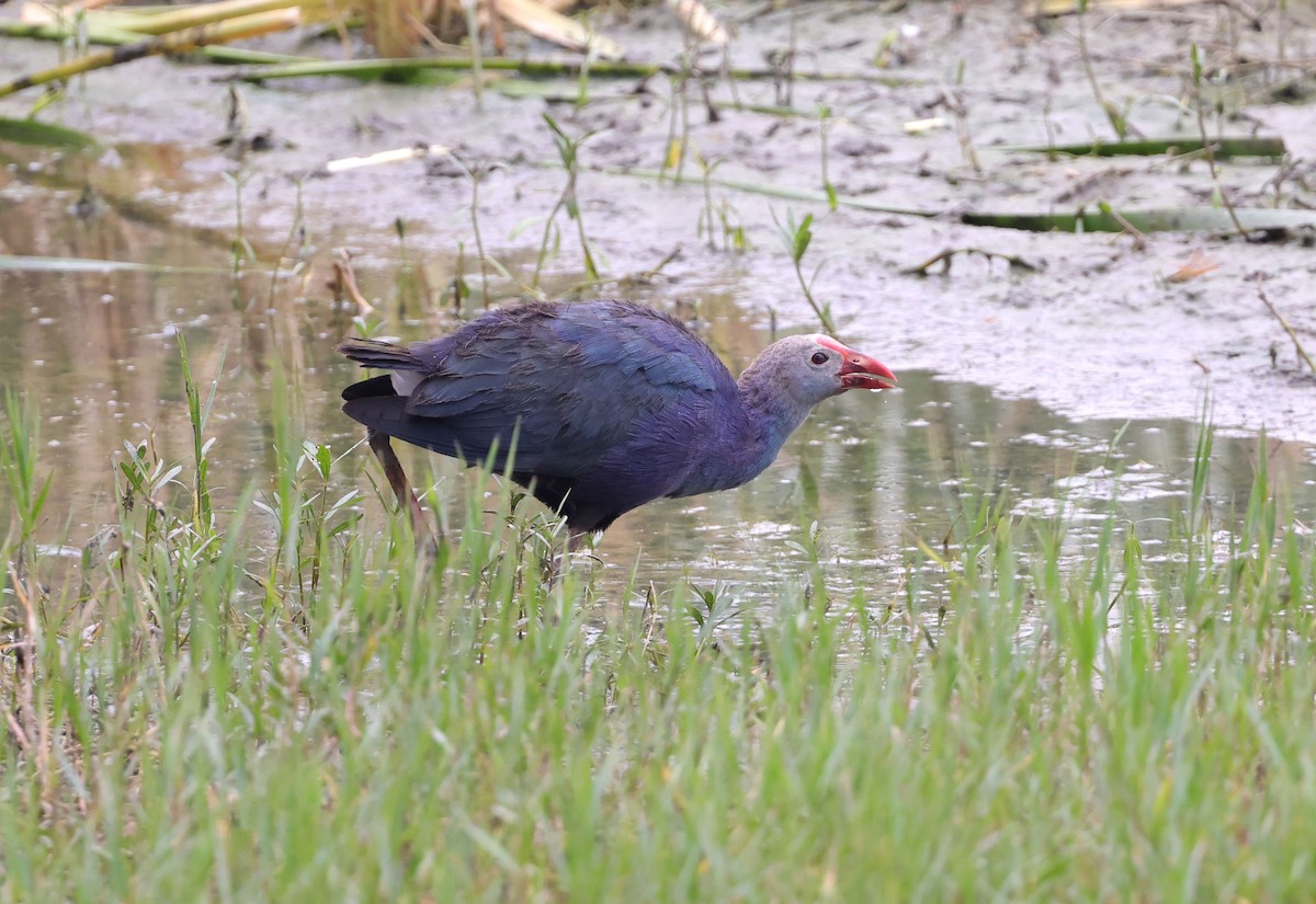 Gray-headed Swamphen - Mika Ohtonen