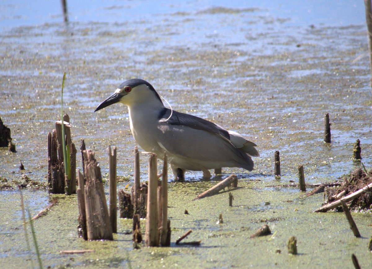 Black-crowned Night Heron - Lucas Cuffaro