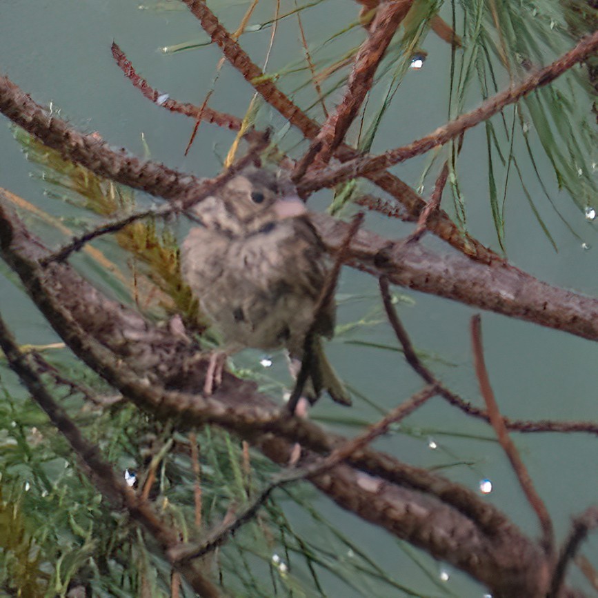 Vesper Sparrow - ML620457697