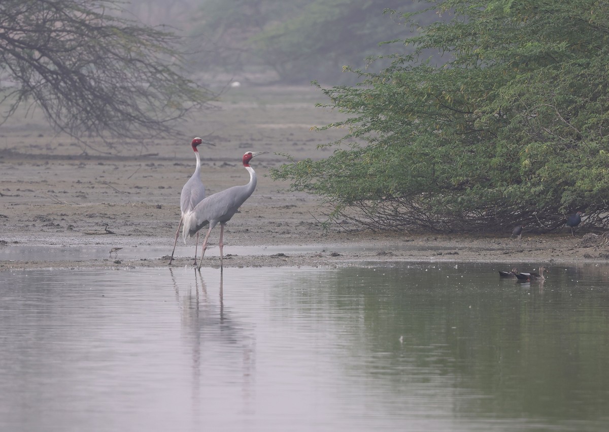 Sarus Crane - ML620457700