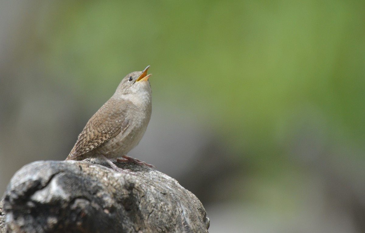 House Wren - ML620457704