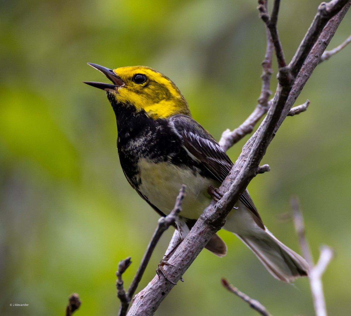 Black-throated Green Warbler - ML620457706