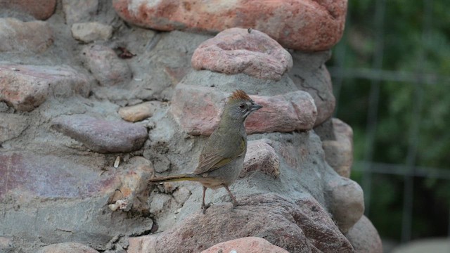 Green-tailed Towhee - ML620457715