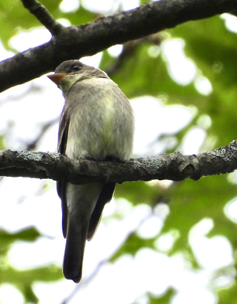 Eastern Wood-Pewee - ML620457716