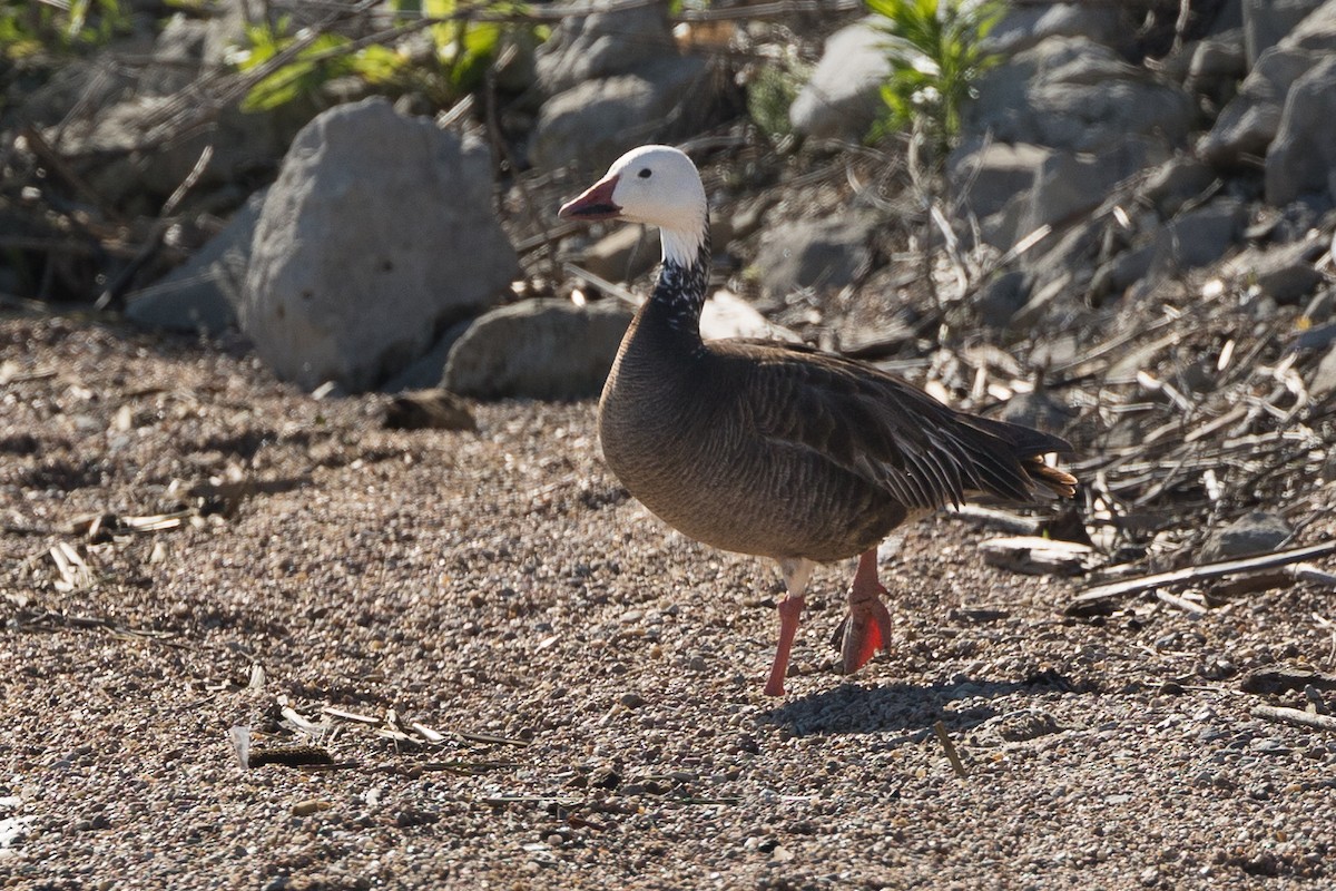 Snow Goose - ML620457719