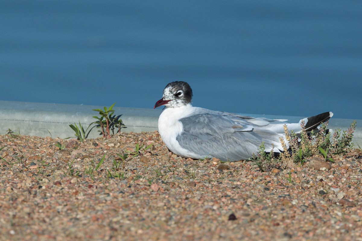 Franklin's Gull - ML620457722