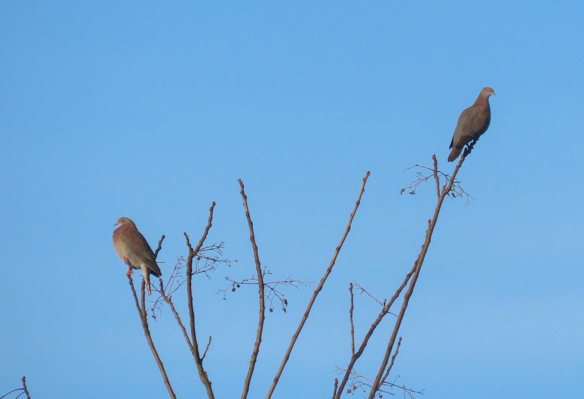 Pale-vented Pigeon - ML620457726