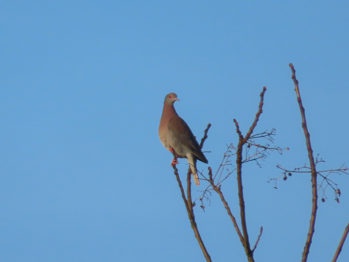 Pale-vented Pigeon - Marcos Moura