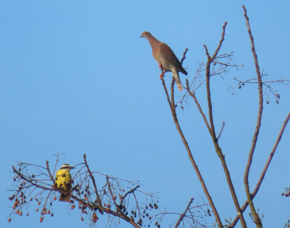 Pale-vented Pigeon - ML620457729