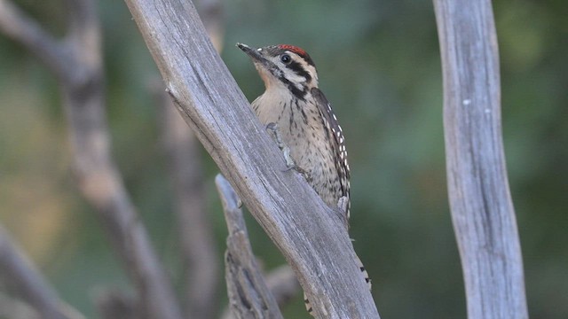 Ladder-backed Woodpecker - ML620457730