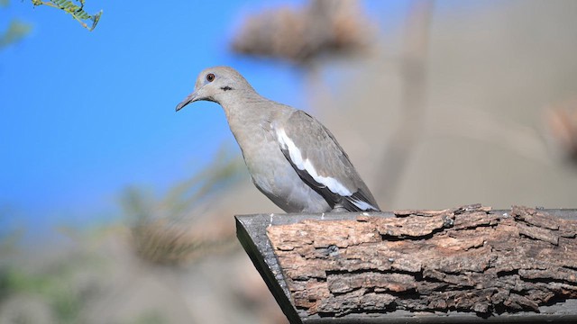 White-winged Dove - ML620457736