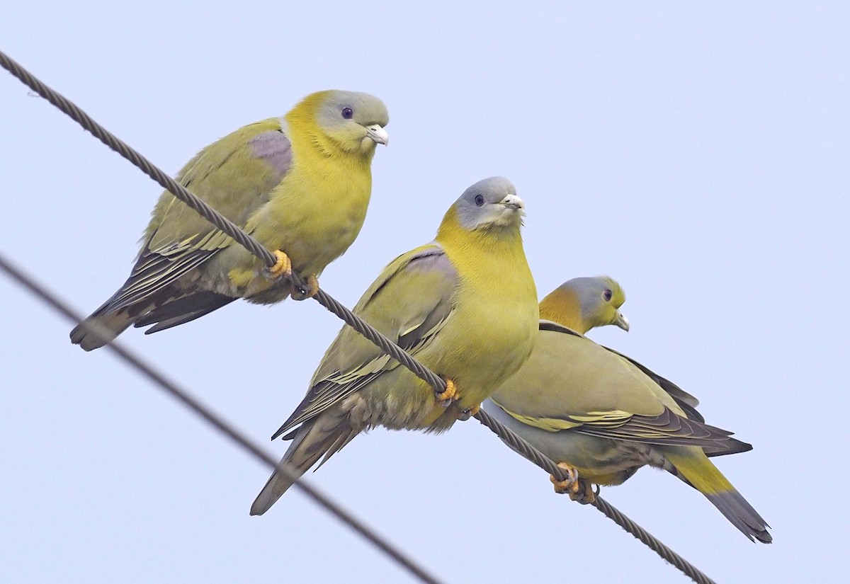 Yellow-footed Green-Pigeon - ML620457743