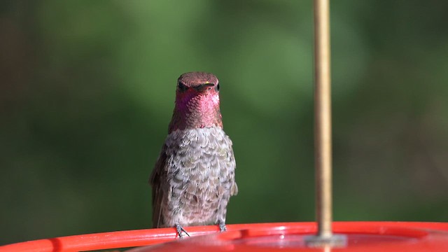 Anna's Hummingbird - ML620457745