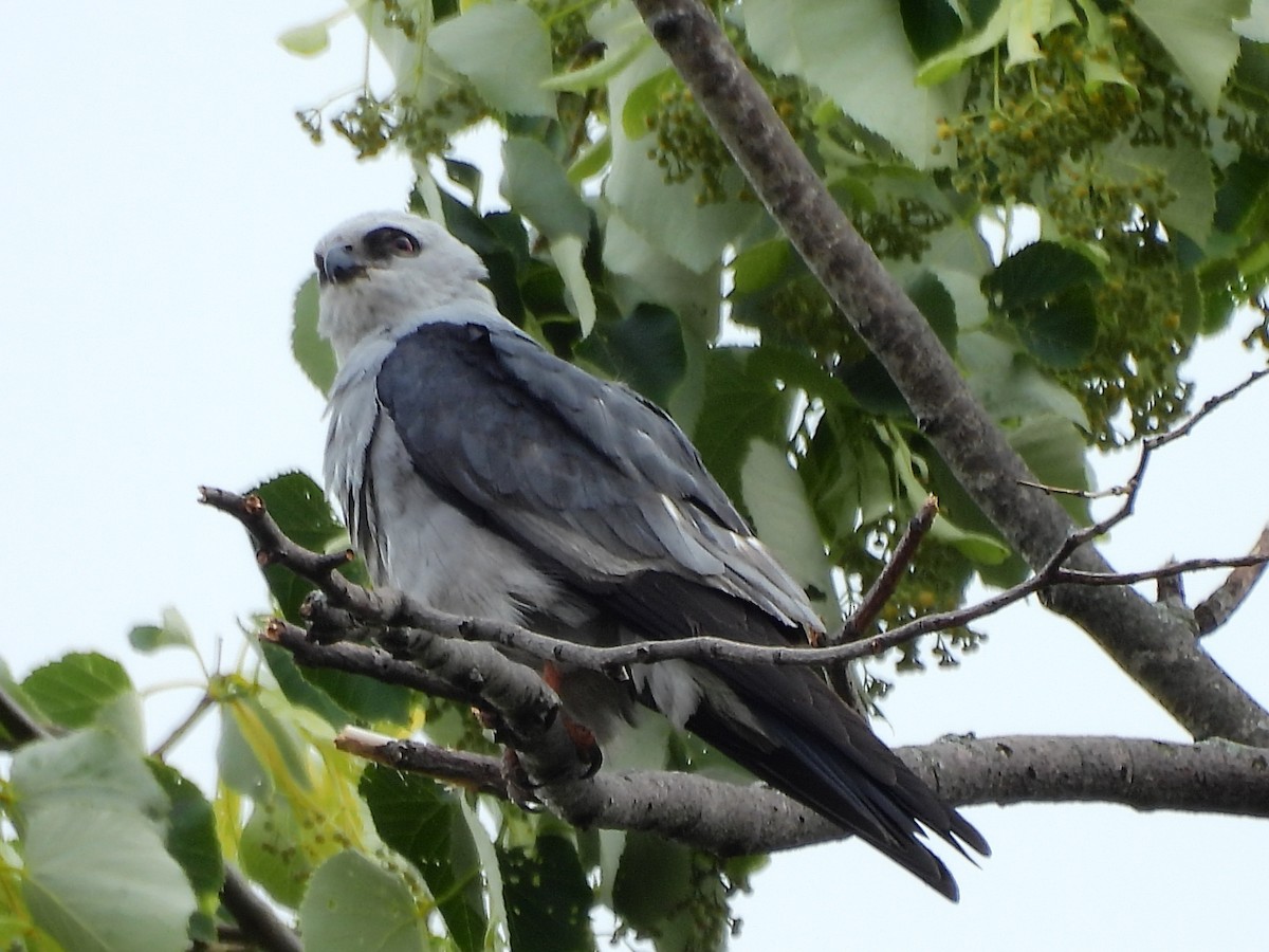 Mississippi Kite - ML620457746