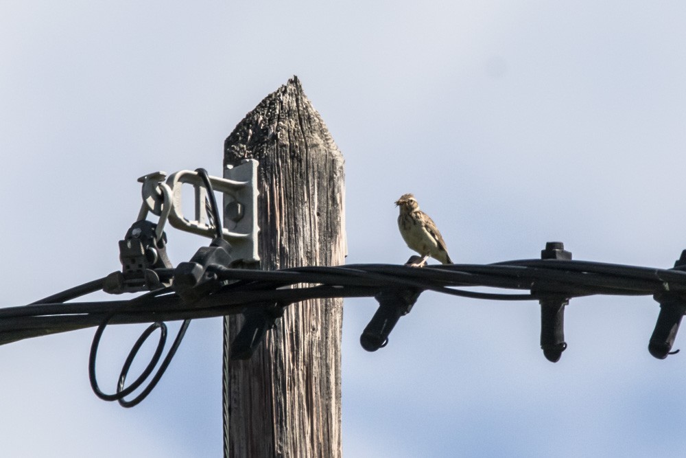 Wood Lark - Jean-Guy Papineau