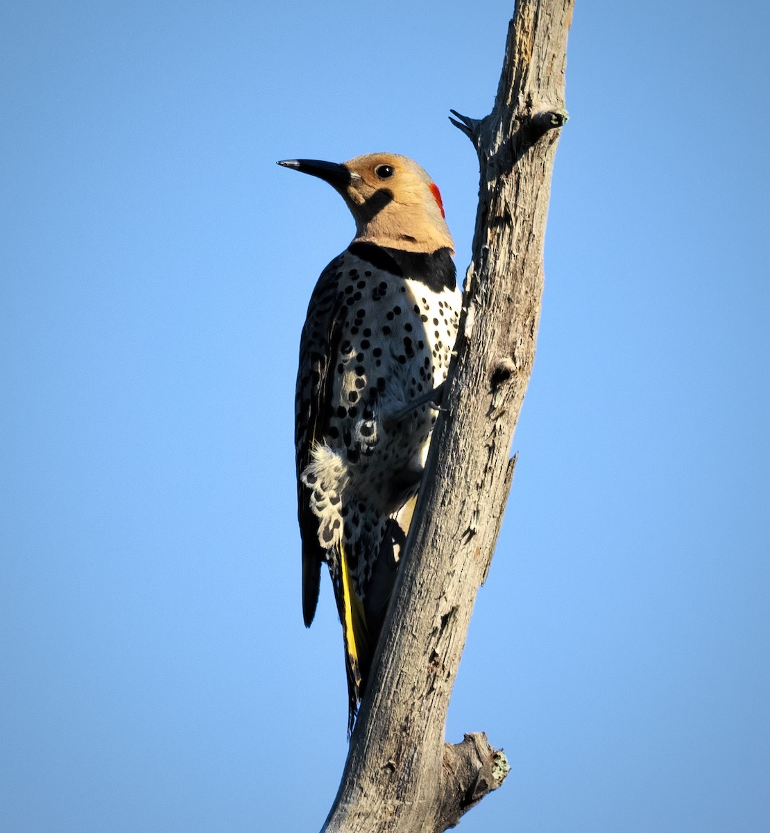 Carpintero Escapulario - ML620457753