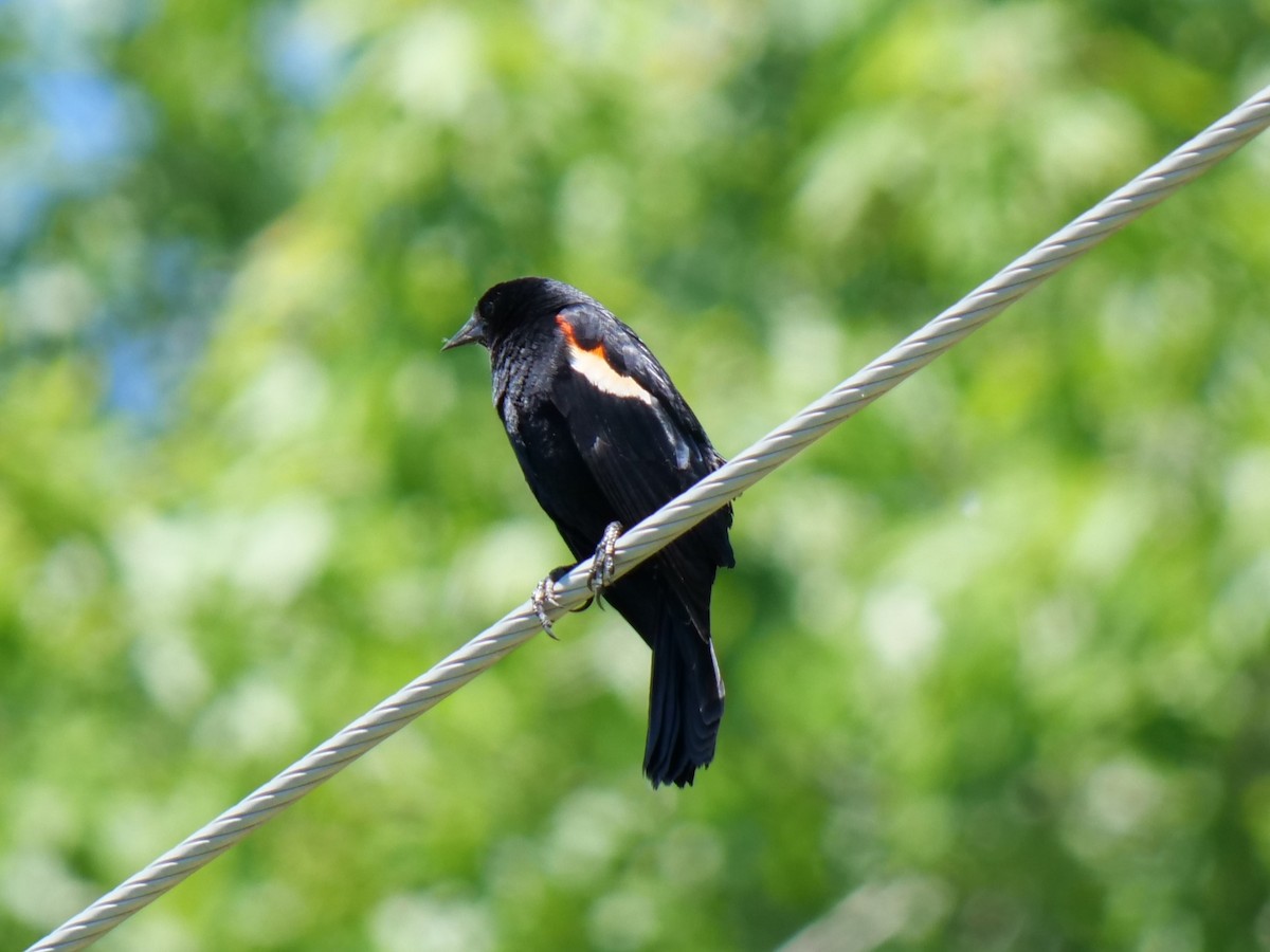 Red-winged Blackbird - Lucas Cuffaro