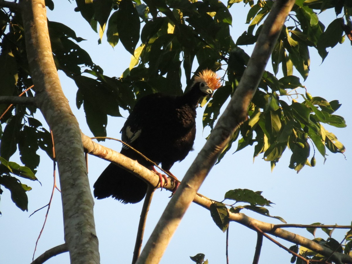 Blue-throated Piping-Guan - ML620457759