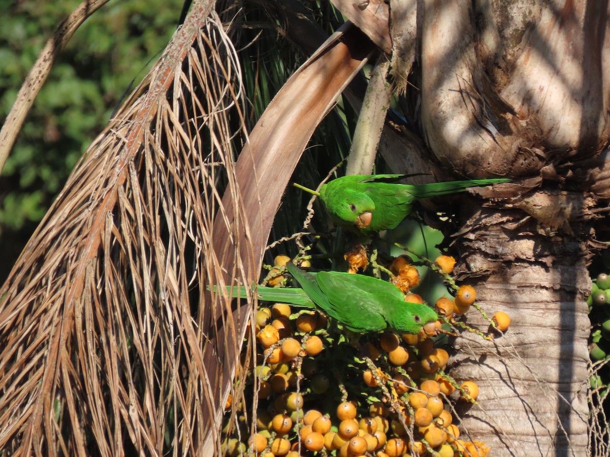 White-eyed Parakeet - ML620457761